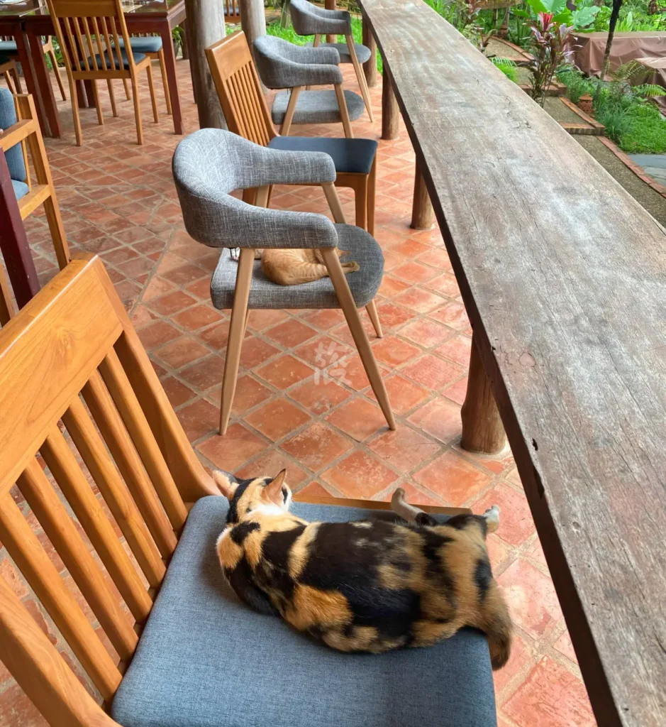 猫が寝ているカフェの座席