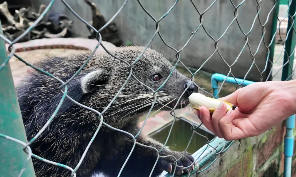 バナナを食べるジャコウネコ