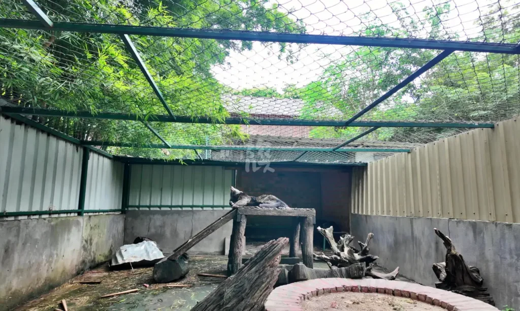 裏庭にあるジャコウネコ用のゲージ